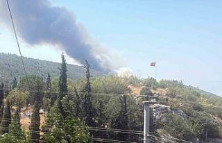 Bilecik’te alevler tavuk çiftliklerine dayandı