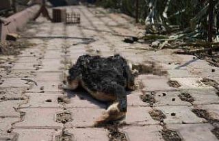 Bilecik’teki orman yangını ardında üzücü görüntüler...