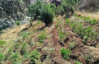 Bingöl’de uyuşturucu operasyonu