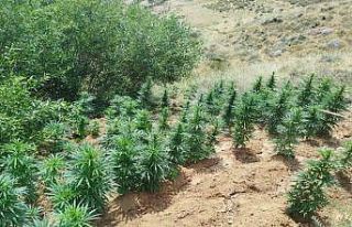 Bingöl’de uyuşturucu operasyonu: 2 bin 365 kök...