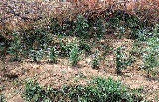 Bingöl’de uyuşturucuyla mücadele