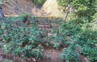 Bingöl’de uyuşturucuyla mücadele sürüyor