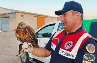 Boğazlıyan’da bulunan yaralı şahin, koruma altına...