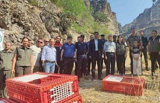 Bolu’da doğaya 600 kınalı keklik bırakıldı