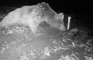 Boz ayı fotokapanla görüntülendi