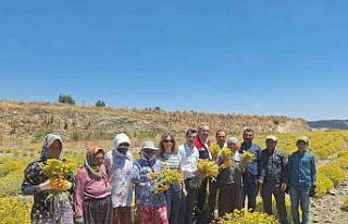 Bozdoğan’da lavanta ve altın otu hasadı yapıldı