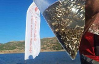 Bozkır’ın baraj ve göletleri yavru sazan balıkları...