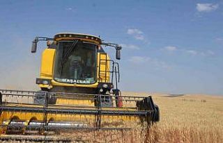 Bulanık’ta hububat hasadı başladı