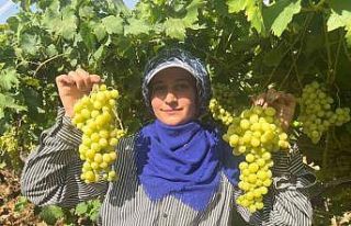 Buldan’ın meşhur üzümü Avrupa ve Arap ülkelerinden...
