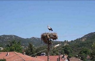 Burdur’da Hisarardı köyünün yüz yıllık misafirleri...