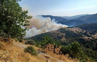 Bursa-Balıkesir sınırında orman yangını