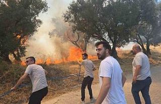 Bursa’da 20 zeytin ağacı yandı: 2 çocuk gözaltında