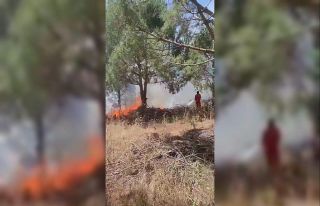 Bursa’da ağaçlık alanda çıkan yangına müdahale...