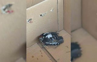 Bursa’da yaralı ağaçkakan tedavi altına alındı