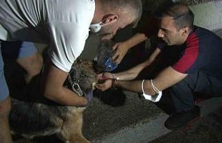 Bursa’daki yangından etkilenen hayvanlar böyle...