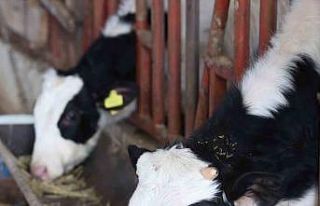 Büyükşehir’den kırsaldaki besicilere veterinerlik...