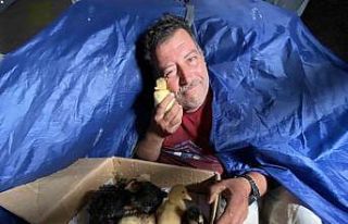 Çadırda civcivlerle zorlu yaşam