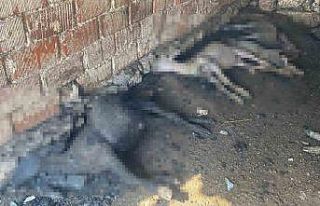 Çanakkale’de çıkan orman yangınında damlar...