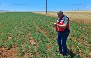 Çavdarhisar’da nohut tarlalarının kontrolleri...
