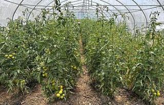 Çaycuma’da üretim güçlerini birleştirdiler