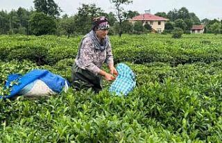 ÇAYKUR’dan 2. Sürgün için "Aceleye getirmeyin"...
