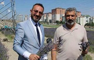 Çiftçilere örnek olması için ekilen lavantanın...