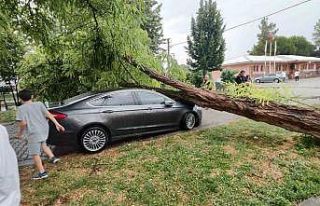 Çivril’de fırtına 15 metrelik ağacı devirdi