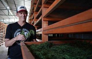 Coğrafi işaretli Bayburt tarhununa Amerika’dan...