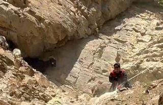 Dağda mahsur kalan koyunlar ekipler tarafından kurtarıldı