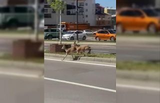 Dağların eşsiz tırmanıcıları yolunu şaşırıp...