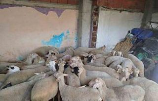 Denizli’de kaybolan koyunlar Kırkağaç’ta bulundu