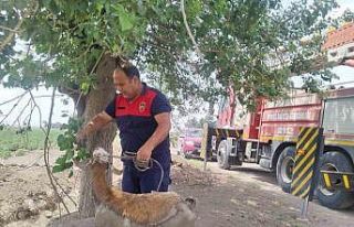 Derede çamura saplanan koyunu itfaiye ekipleri kurtardı