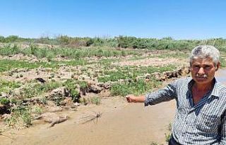 "Dereden su içen 40 küçükbaş hayvanım telef...