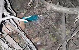 Dikenli tellere dolanan kirpiyi çocuklar kurtardı