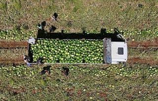 Diyarbakır karpuzunda hasat devam ediyor: Tarlada...