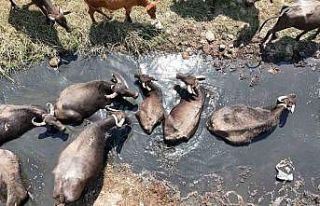 Diyarbakır’da mandaların su banyosu dronla görüntülendi