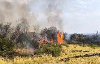 Diyarbakır’da ormanlık alana sıçrayan örtü...