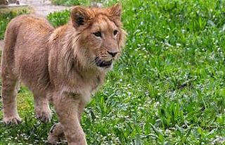 Doğadan kurtarıldı, ölüme gönderildi