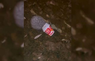 Dondurma kutusuna kafası sıkışan kirpiyi itfaiye...