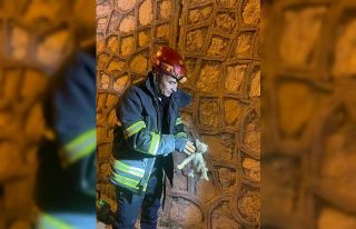 Duvar arasında mahsur kalan yavru kediyi itfaiye...