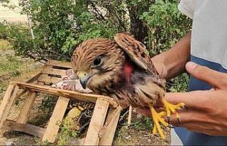 Duyarlı vatandaş yaralı atmacayı besleyip yetkililere...