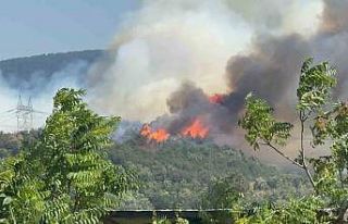 Düzce - Sakarya sınırında orman yangını