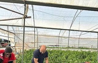 Edremit’te hasat öncesi pestisit numunesi alındı