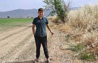 Ege’de domuz sorunu artarak devam ediyor