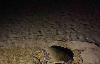 EKODOSD’tan Caretta Caretta uyarısı