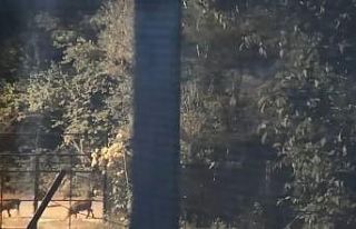 Elazığ’da domuz sürüsü yerleşim yerine indi