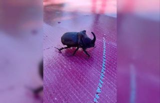 Elazığ’da gergedan böceği görüldü