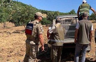 Elazığ’da kene ve zararlı böceklerle biyolojik...