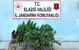 Elazığ’da tapulu arazide kenevir ele geçirildi