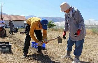 Elmalı’da safran soğanı hasadı başladı